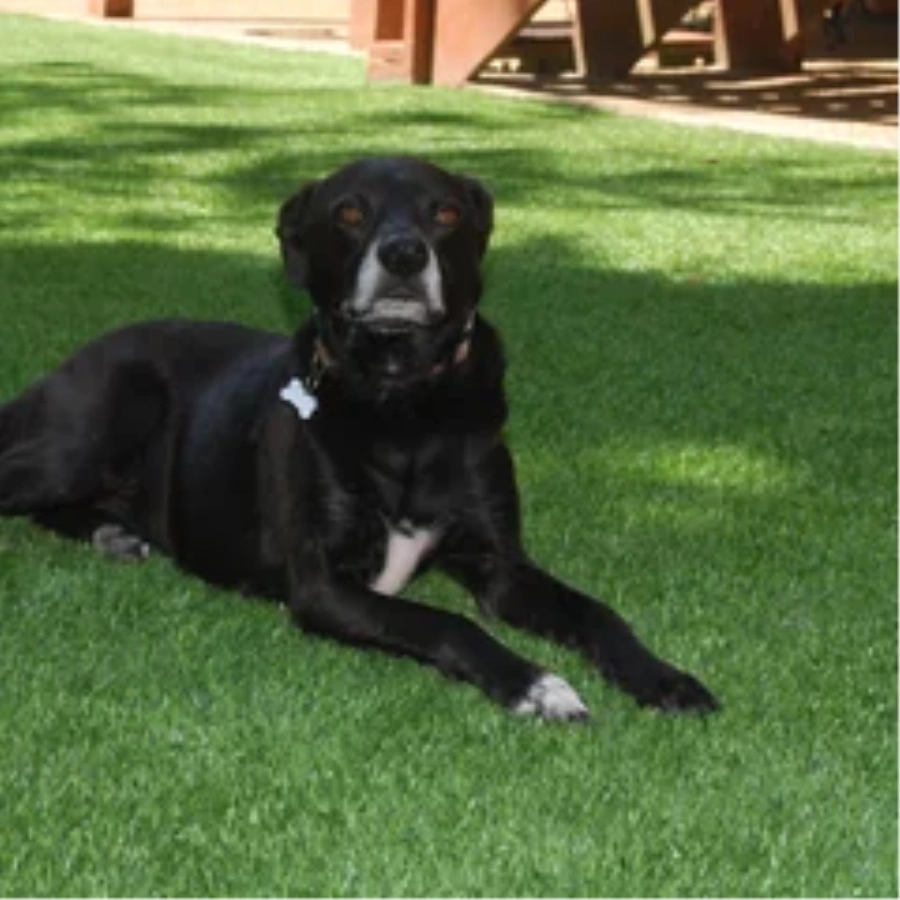 Black dog resting on a pet-friendly Detroit and all of Michigan artificial turf backyard lawn