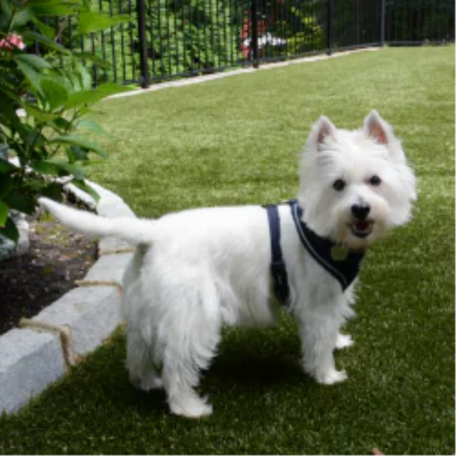 Pet Turf for Multi-Family Properties and Dog Parks in Detroit and all of Michigan