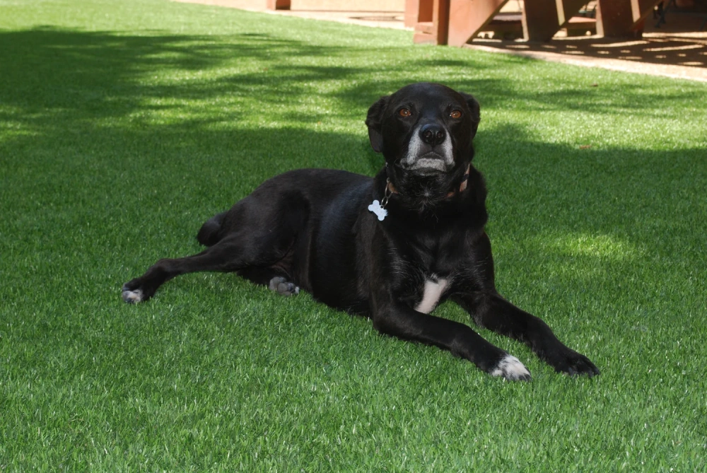 Black dog resting on a pet-friendly Detroit and all of Michigan artificial turf backyard lawn